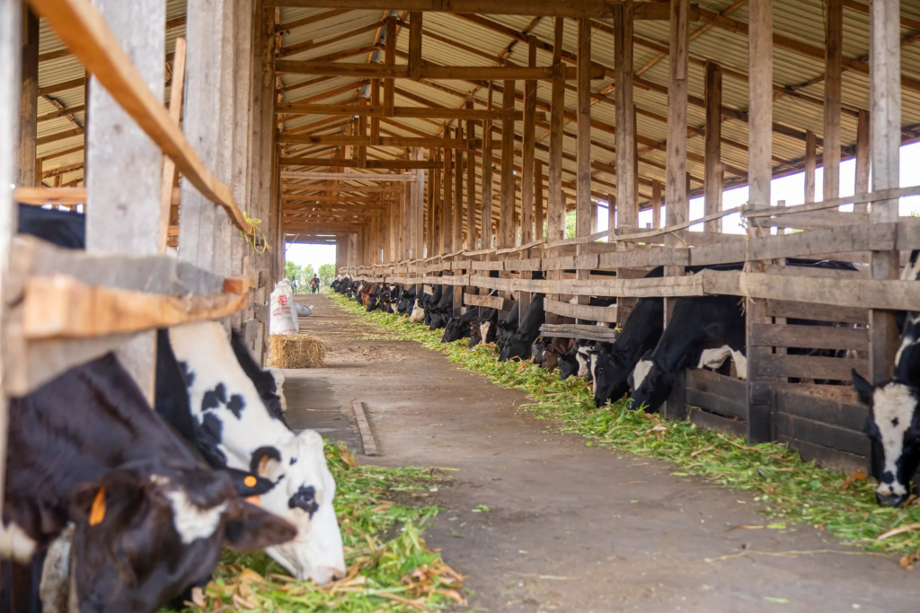 How We can Transform the Dairy Sector Into A Sustainable Engine for Economic Growth