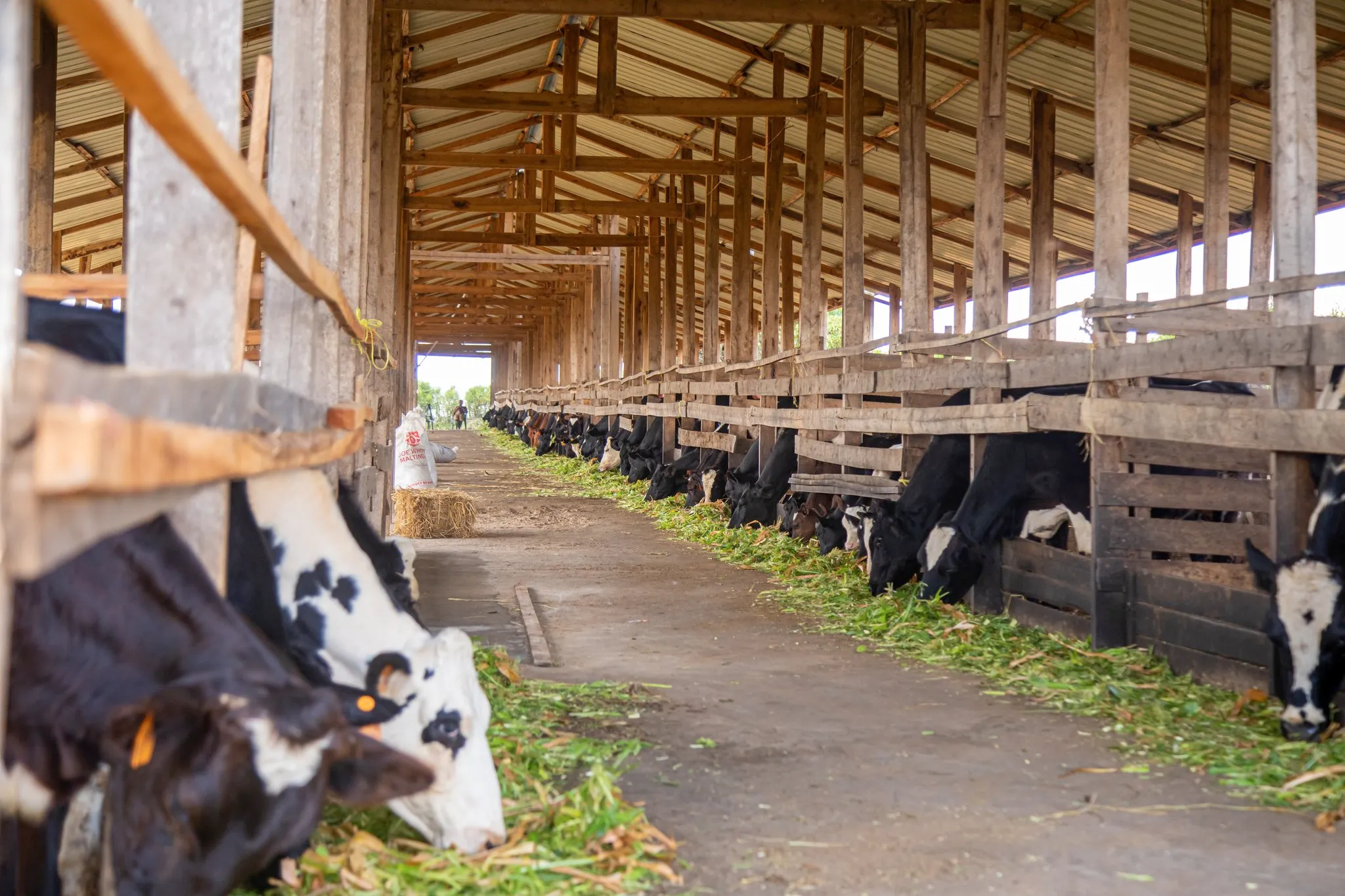 How We can Transform the Dairy Sector Into A Sustainable Engine for Economic Growth