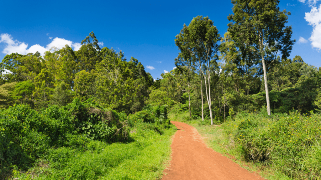 We Must Keep Our Hands Off The Historic Karura Forest, whatever it takes